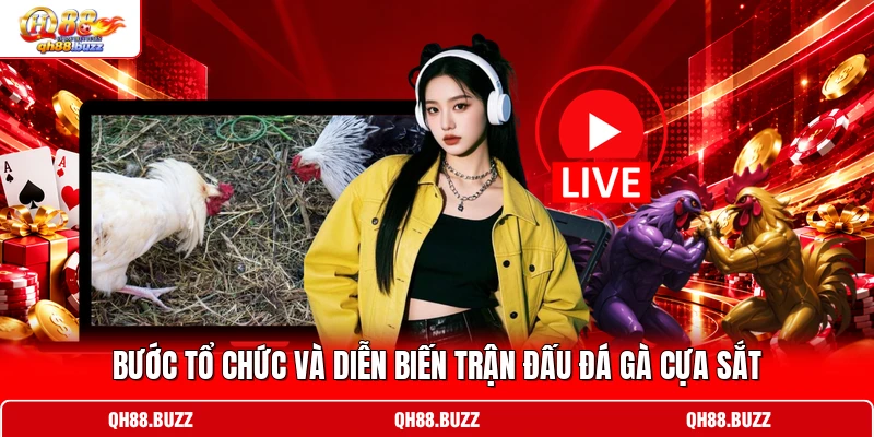 Bước tổ chức và diễn biến trận đấu đá gà cựa sắt